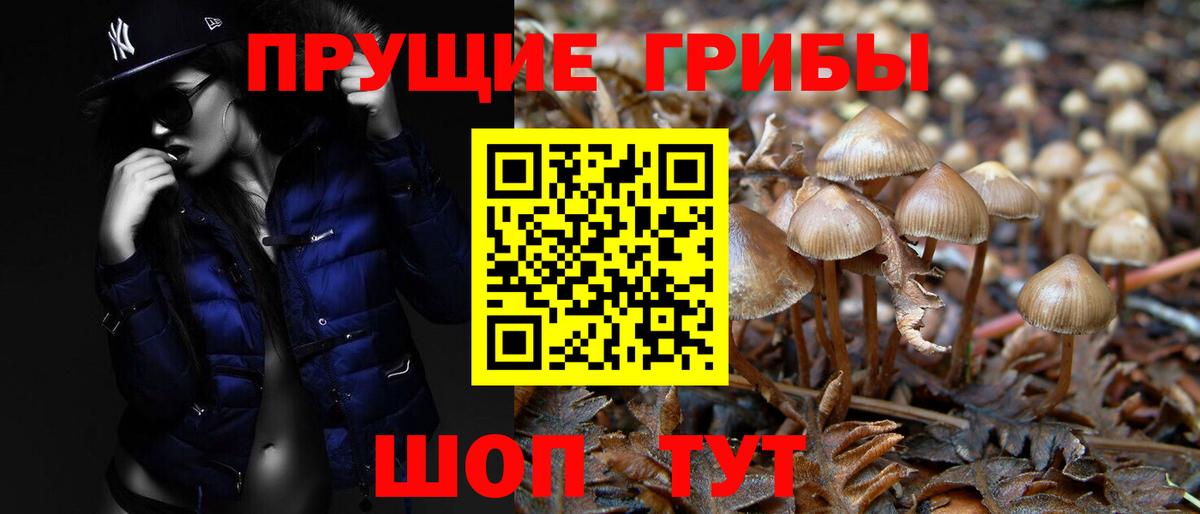 Пенза  наркотики  Вход с VPN  Псилоцибиновые грибы GOLDEN TEACHER  Псилоцибиновые грибы ЛСД 